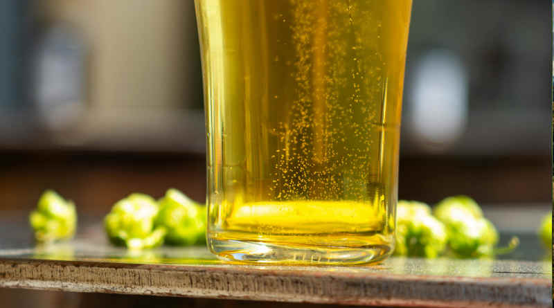 El lúpulo en la cerveza artesana