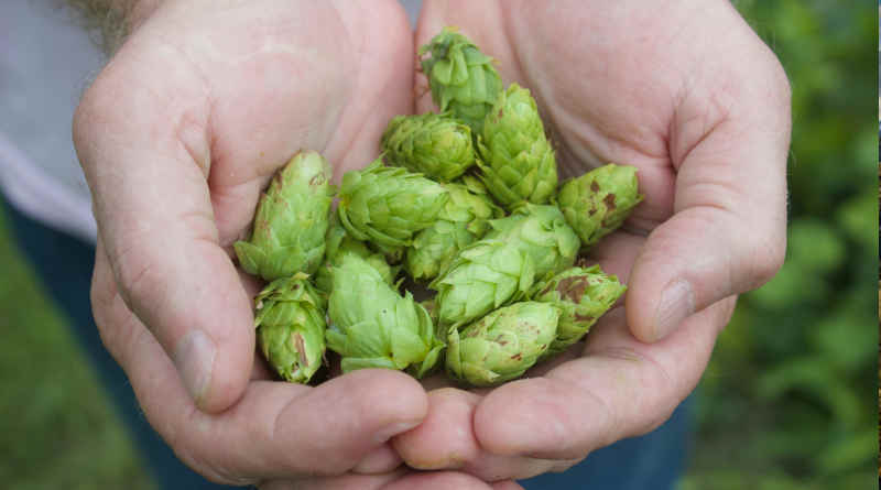 El mapa del lúpulos - Bodecall