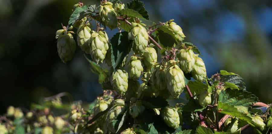 El lúpulo y el amargor de la cerveza