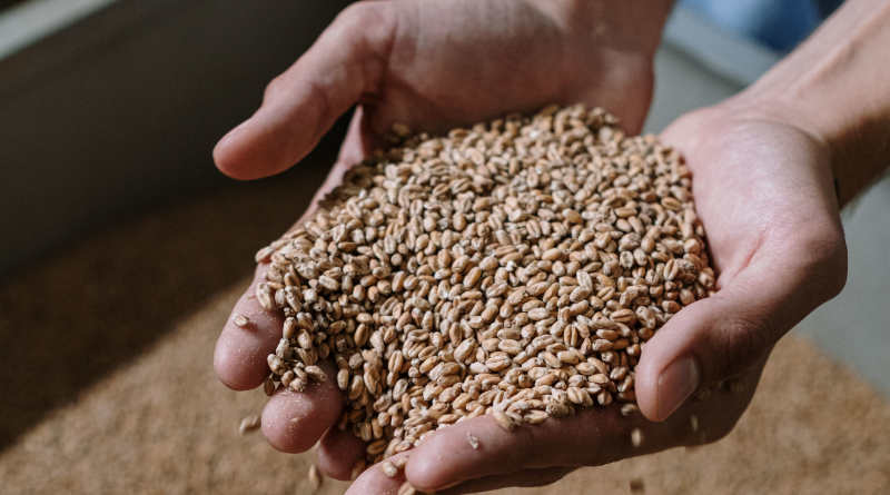 Cebada para elaborar cerveza